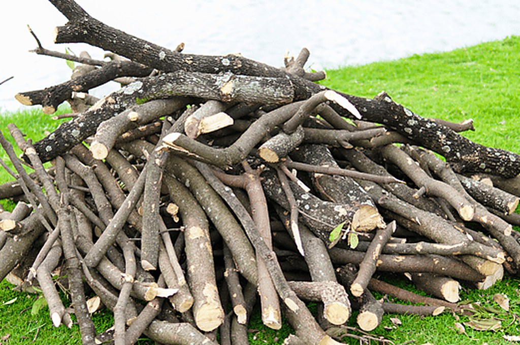 Pile of cut tree branches and logs too large for village yard waste collection